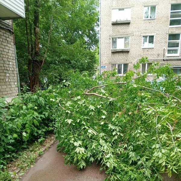 Во время грозы даже повалило деревья | Источник: Пермь с огоньком /telegram 