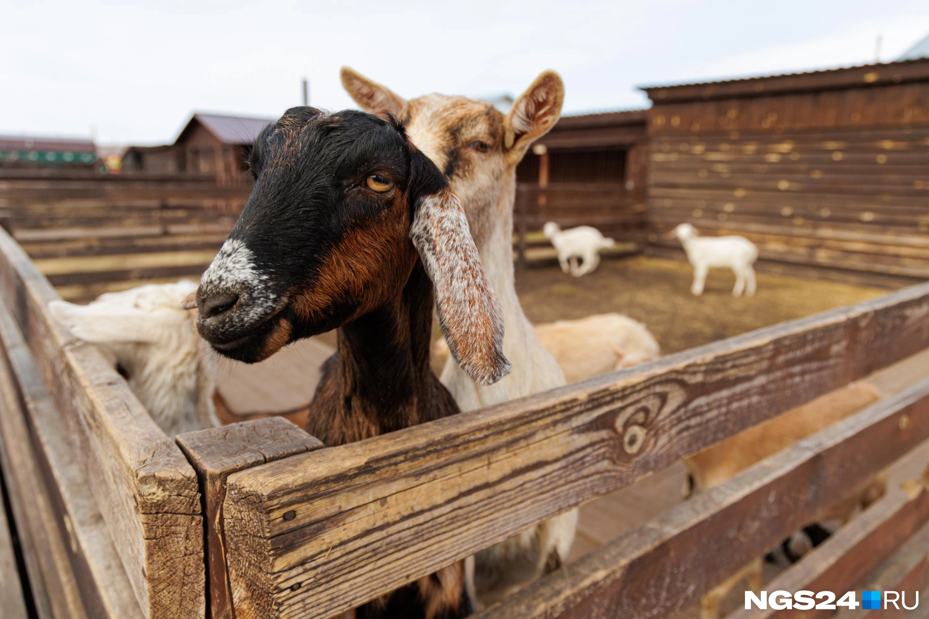 На ферме много разных животных