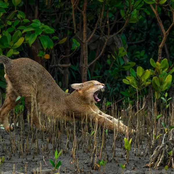 Финалист в номинации «Дикая природа: млекопитающие» | Источник: Tanmoy Das Karmakar / Mangrove Photography Awards 2025
