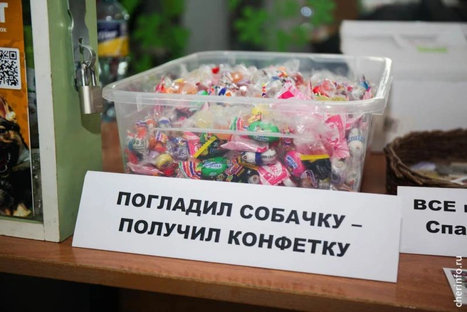 Источник: st.cherinfo.ru