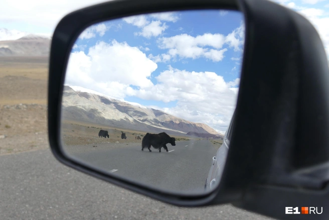 Яки постоянно выходят на трассу | Источник: Дарья Черткова