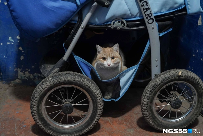 Договориться о хранении вещей можно на общем собрании собственников жилья | Источник: Евгений Софийчук / NGS55.RU