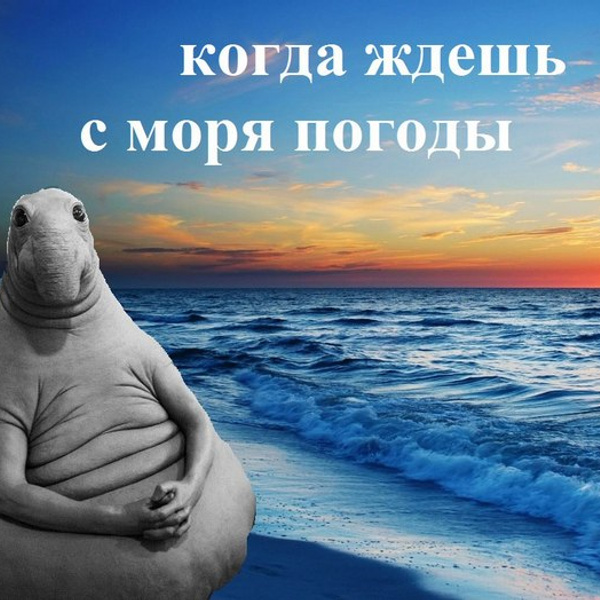 Ждун на море картинки