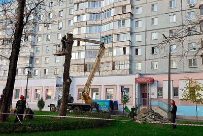 Аварийный тополь в сквере Череповца заменят липой