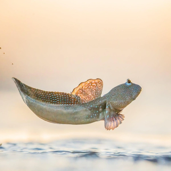 Победитель в номинации «Амфибии и рептилии» | Источник: Georgina Steytler / World Nature Photography Awards 2025