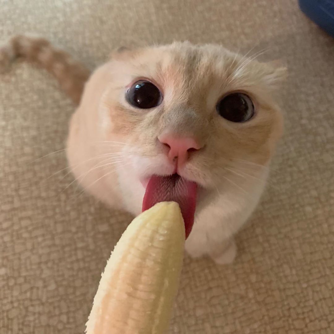 Котик ест банан