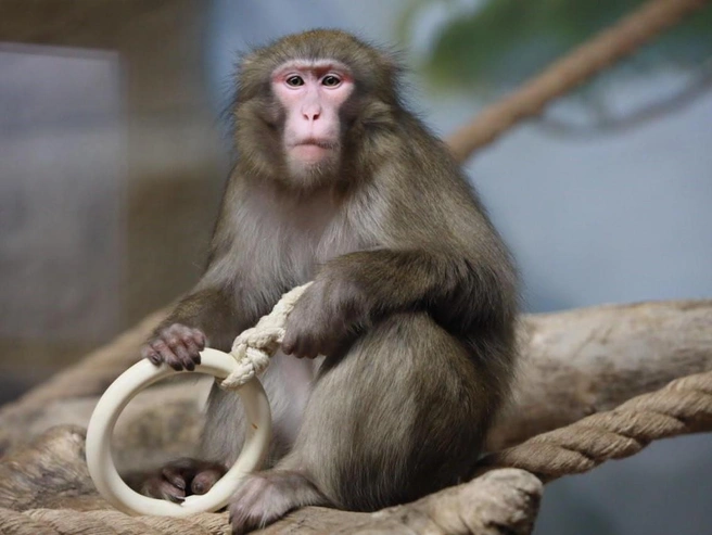 Для макак создали комфортные условия, максимально соответствующие их природной среде обитания. | Источник: Мэрия Новосибирска / Telegram