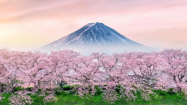Лепестки на ветру перемен: из‑за потепления знаменитое цветение сакуры в Японии становится все скромнее Лепестки на ветру перемен: из‑за потепления знаменитое цветение сакуры в Японии становится все скромнее