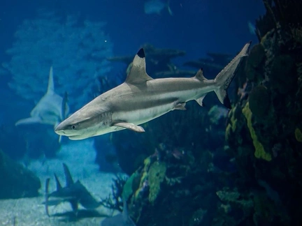 «Обладают мощной интуицией, порой устраивают драмы»: какими бывают Рыбы