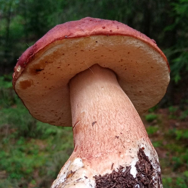 Источник: Людмила Буздалова / «Уральский яжегрибник» / Vk.com