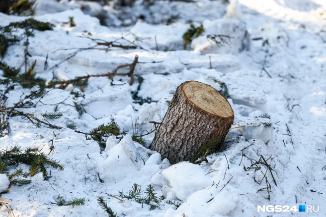 Центральный парк скоро станет лысым | Источник: Мария Ленц / NGS24.RU