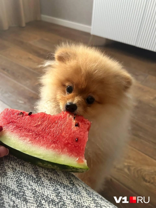 Как тут устоять перед такой сладостью? | Источник: читатели V1.RU