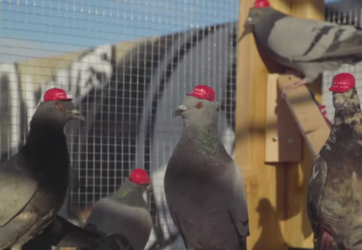 В Лас-Вегасе на голубей надели красные кепочки в поддержку Дональда Трампа (видео)