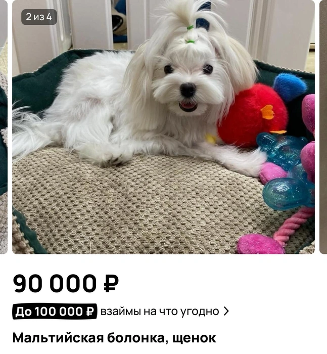Собака за 90 тысяч  | Источник: «Авито»