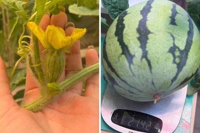 Красноярка вырастила арбуз на балконе и делится секретом