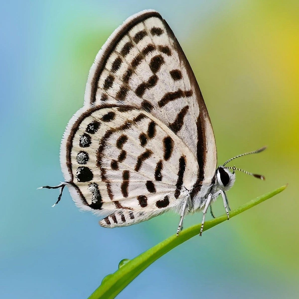 Финалист в номинации «Фото на смартфон» | Источник: Sritam Kumar Sethy / Royal Entomological Society 2024 Photography Competition