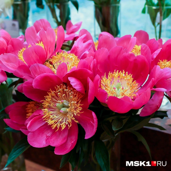 Источник: Артем Устюжанин / MSK1.RU