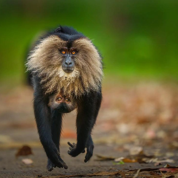 Самка львинохвостого макака с детенышем. Штат Тамил-Наду, Индия | Источник: Lalith Ekanayake / Wildlife Photographer of the Year 2025