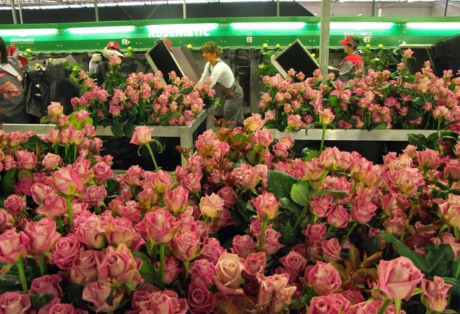 Свежий запрет на розы и азалии отменяется. Голландские цветы останутся в России | Источник: Александр Чиженок / «Коммерсантъ»