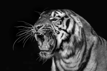 Но не в дикой природе, а в питомниках, где за животными тщательно ухаживают | Источник: Евгений Доманов