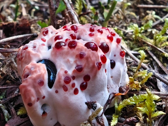 Кровоточащий гриб и первые моховики находят в Ленобласти | Источник: Антон Кубышкин / Грибы и Грибники СПб