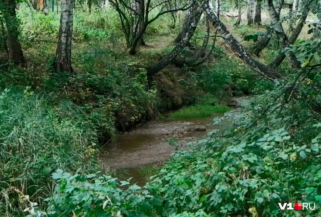 Речка Лошок | Источник: Илья Воробушкин / V1.RU