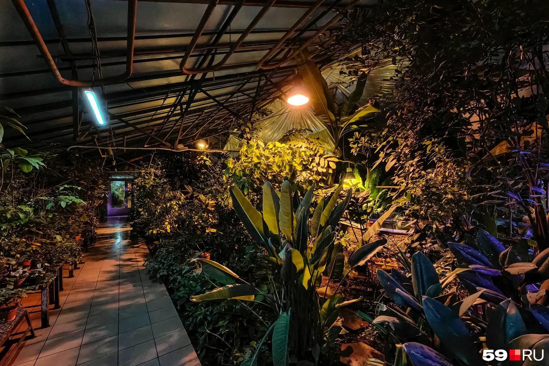 Так мы зарабатываем на жизнь: в Ботсаду ПГНИУ приостановили экскурсии вуз не обновил кассовый аппарат. Подробности