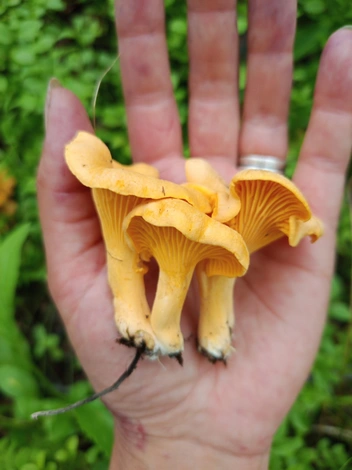 Источник: Ирина Алпеева