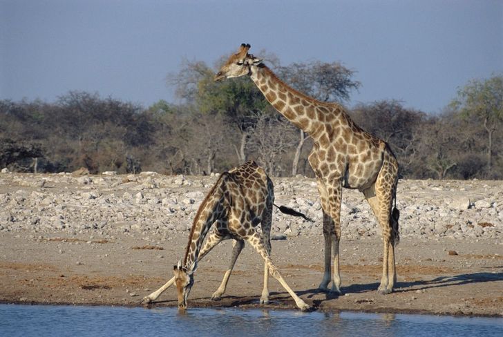 Длинные ноги — одна из уязвимостей жирафа: во время водопоя копытное вынуждено сильно расставлять передние конечности в стороны и становиться легкой добычей для хищников | Источник: Science Photo Library via Legion Media