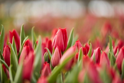 Погода в Ставрополе и на КМВ: снег, мороз, потепление