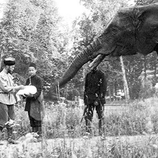 Николай II и слон в Царском Селе | Источник: Златоустовский городской краеведческий музей