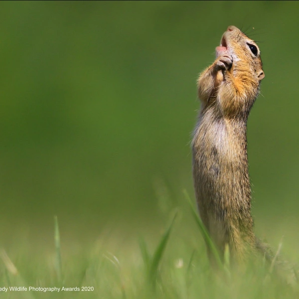 Источник: Roland Kranitz / Comedy Wildlife Photography Awards 2020