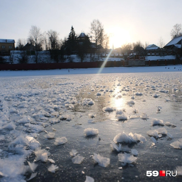 Цветы «распустились» неподалеку от села Ляды | Источник: Тимофей Калмаков / 59.RU