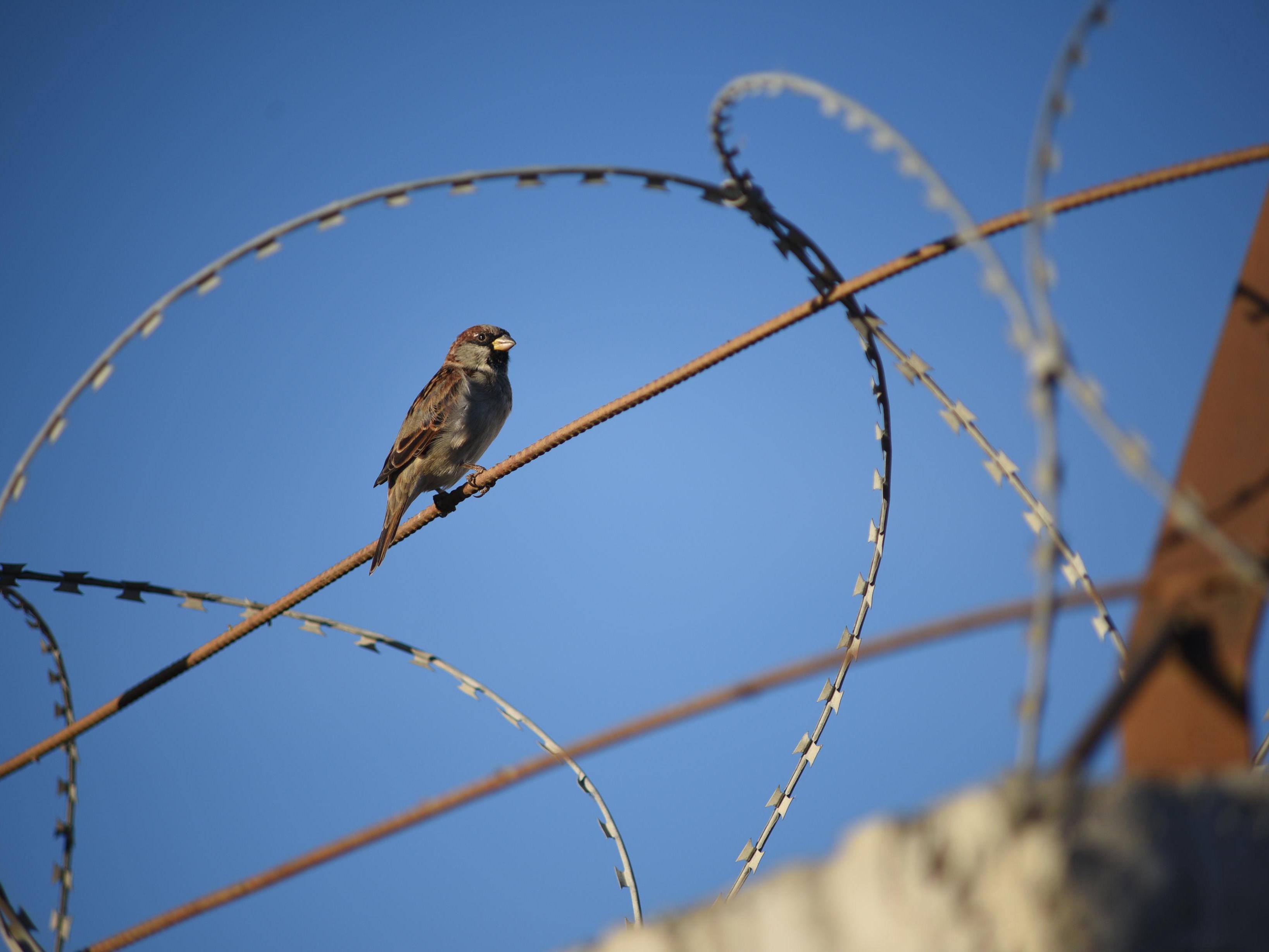 Студенту грозит колония за избиение школьников по заказу