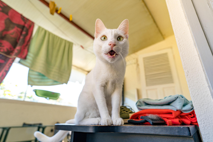 Почему кошки нюхают с открытым ртом