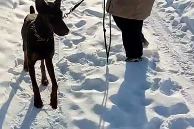 В Уфе нашли привязанного к забору истощенного добермана