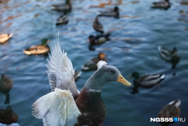 Декоративные утки скоро переедут на зимние квартиры | Источник: Евгений Софийчук / NGS55.RU