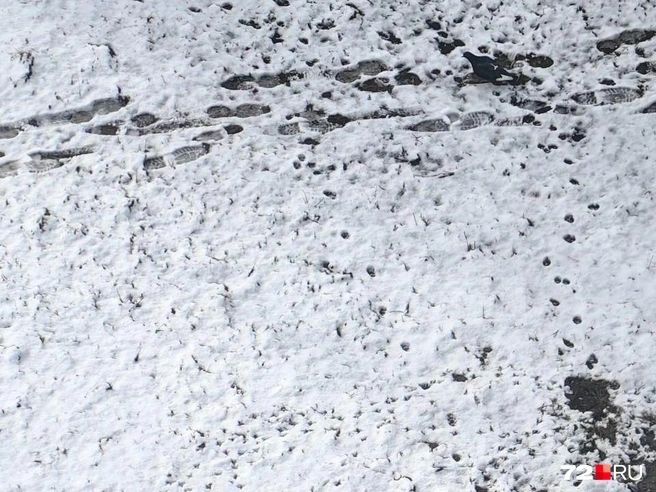 Такая сейчас обстановка на улицах Тюмени | Источник: читатель 72.RU