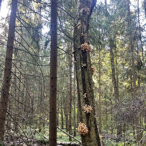 Источник: «Грибы и Грибники Подмосковья» / vk.com