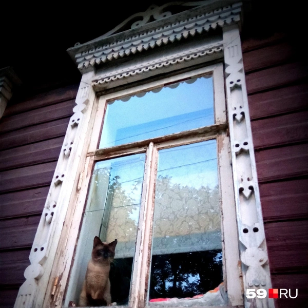Костромской котик в резном окошке | Источник: Вероника Свизева / 59.RU