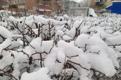 Снежный вихрь над Оренбуржьем: прогноз на выходные