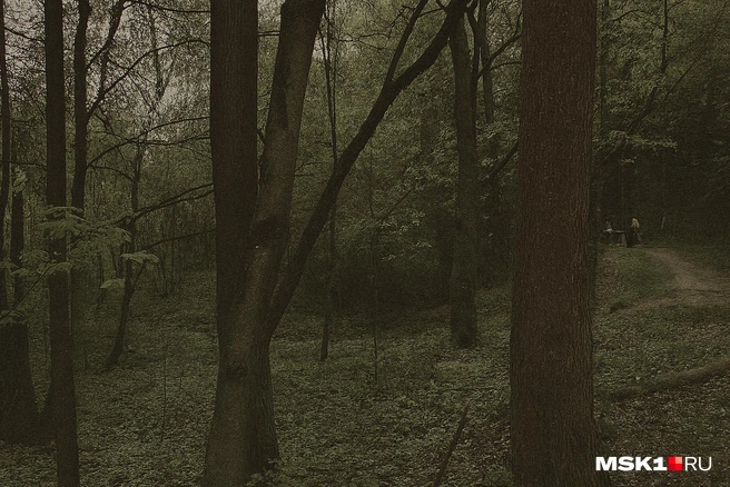 В этом лесу находили тела жертв битцевского маньяка | Источник: Вера Борисова, Серафима Пантыкина / MSK1.RU
