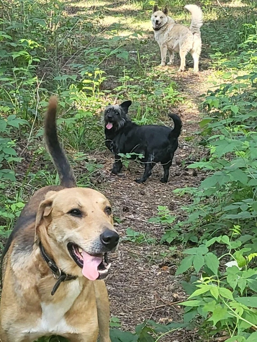 Хвостатые помощники Ольги  | Источник: Ольга Николаева 