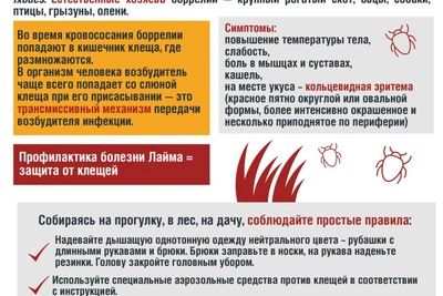 Клещевой энцефалит: обращений меньше, боррелиоз выявлен