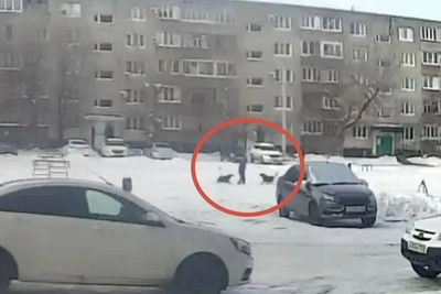 Ясненские чиновники заплатят 50 тыс. рублей за укусы собаками