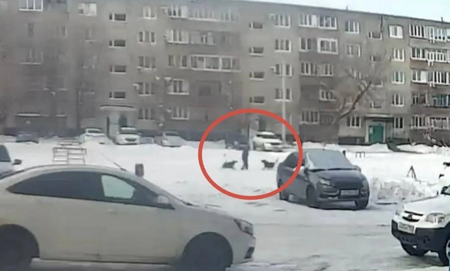 Чиновники из Ясного заплатят 50 тысяч рублей мальчику, покусанному бродячими собаками | Источник: Скриншот с видео Вести Оренбуржья / t.me