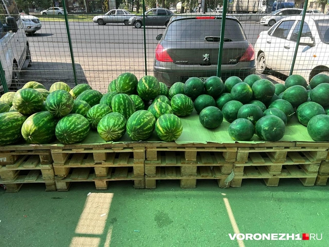 Источник: Мария Мишукова / Voronezh1.ru