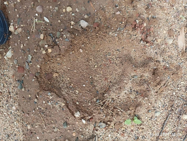 Будьте аккуратны в лесу! | Источник: читательница 29.RU Наталья 