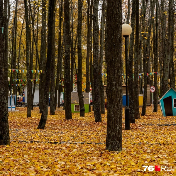 Не только деревья желтые, но и все, что под ними | Источник: Кирилл Поверинов / 76.RU