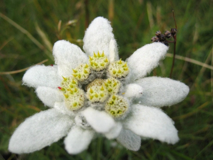 Эдельвейс (Leontopodium alpinum) | Источник: Michael Schmid, CC BY-SA 2.0 AT, via Wikimedia Commons